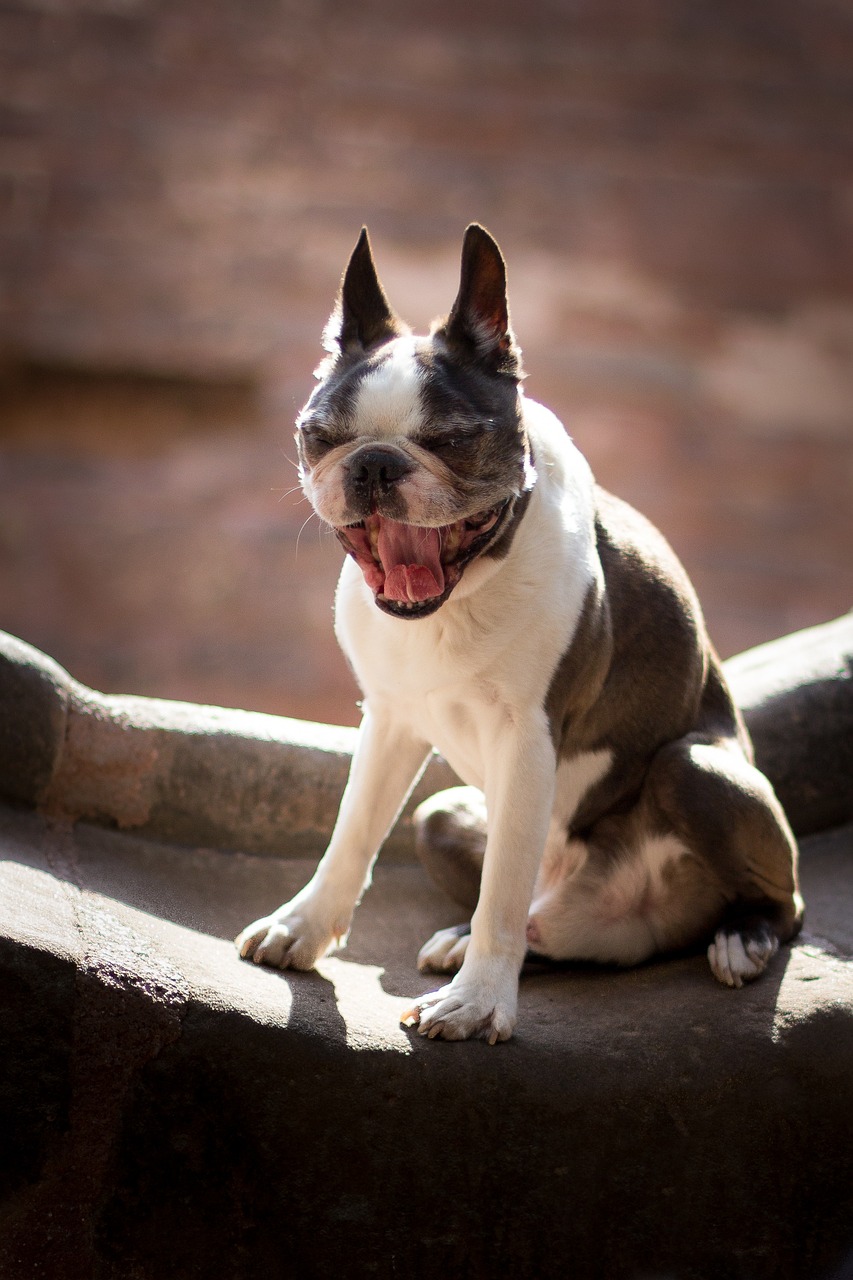 Boston Terrier